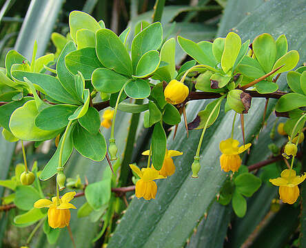 Image de Berberis rotundifolia Poepp. & Endl.