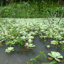 Image of water lettuce