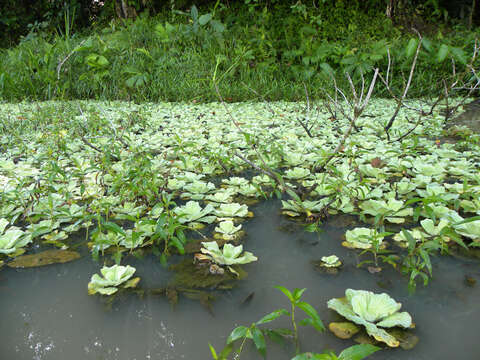 Image of pistia