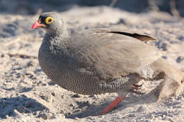 Image of Red-billed Francolin