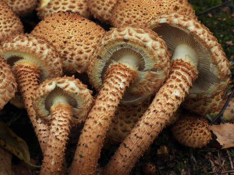 Pholiota squarrosa (Vahl) P. Kumm. 1871 resmi