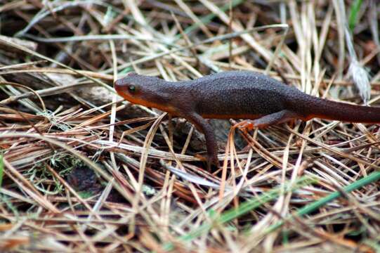 Image of California Newt