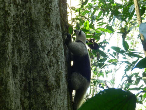 Image of Tamandua Gray 1825