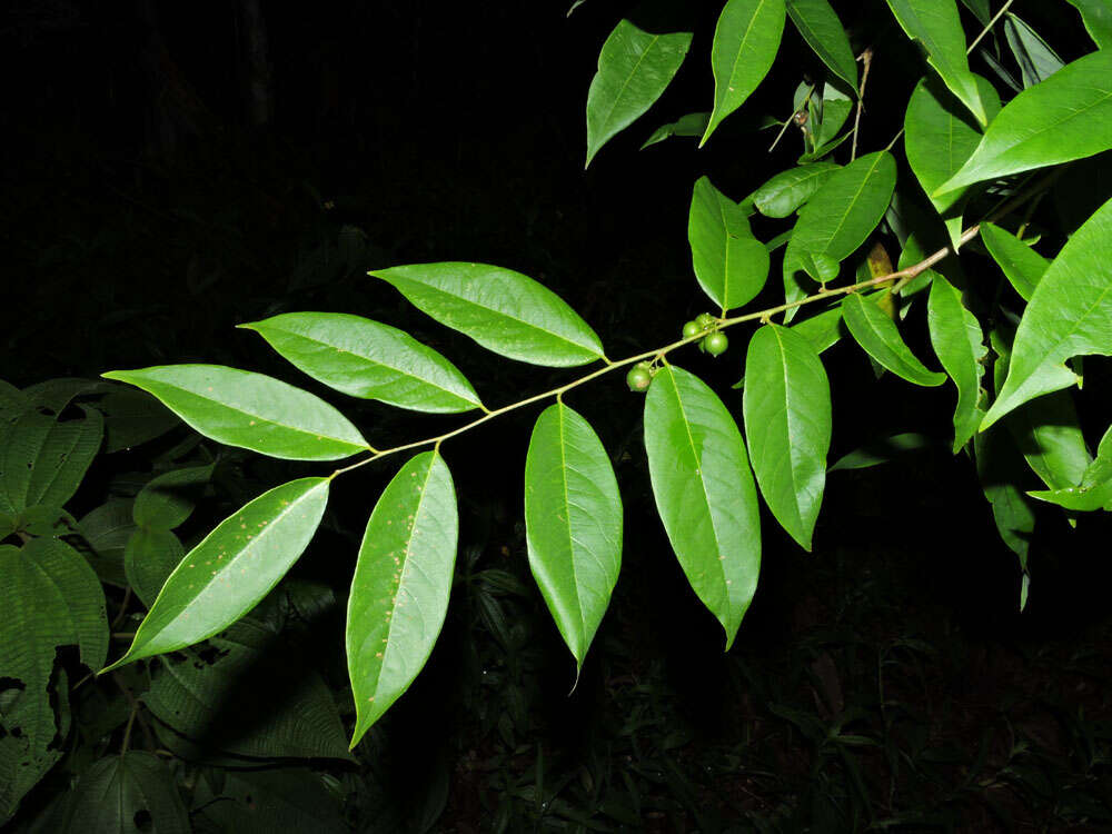 Image de Phyllanthus skutchii Standl.