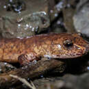 Image of Blue Ridge Spring Salamander