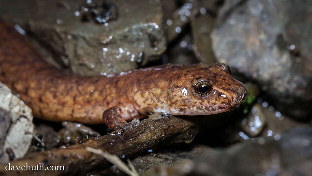 Image de Gyrinophilus porphyriticus (Green 1827)