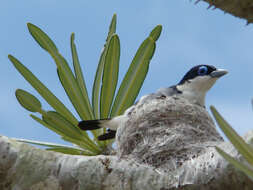 Image de Leptopterus Bonaparte 1854