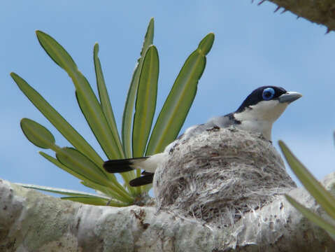 Leptopterus Bonaparte 1854的圖片