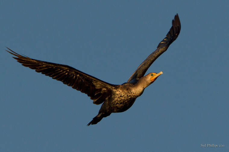 Image of Phalacrocorax Brisson 1760