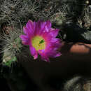 Image of Apache hedgehog cactus
