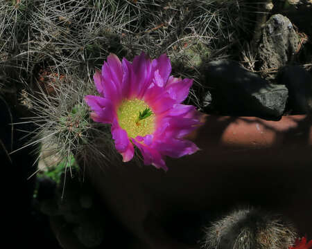 Image of Apache hedgehog cactus