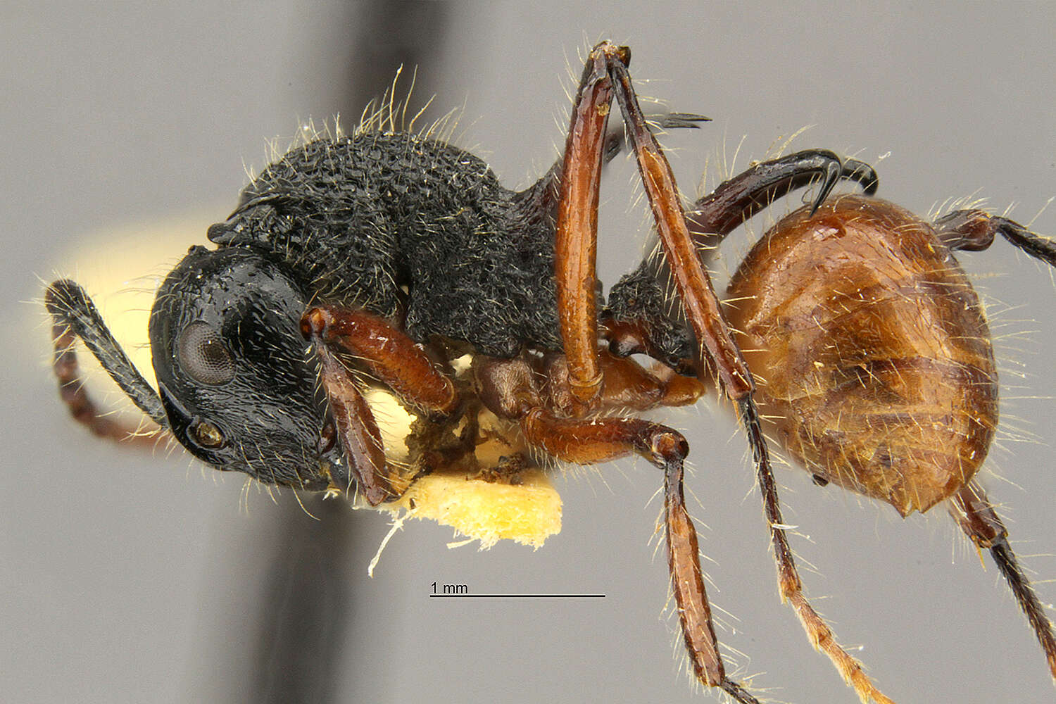 Image of Polyrhachis