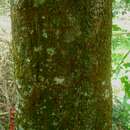 Sivun Artocarpus integer (Thunb.) Merr. kuva