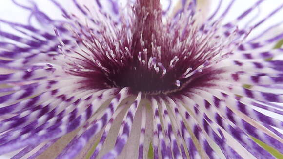 Sivun Passiflora watsoniana Mast. kuva