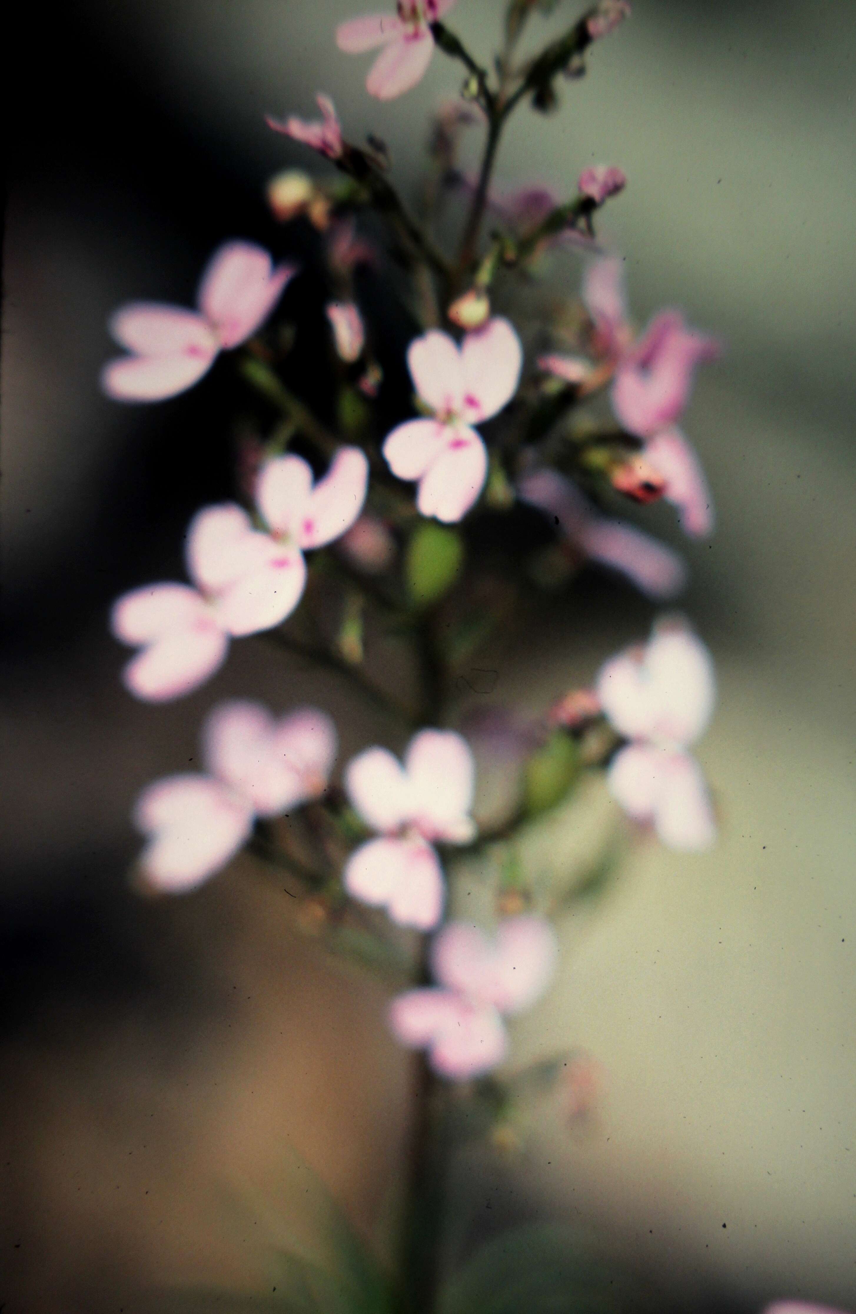 Sivun Stylidium laricifolium Rich. kuva