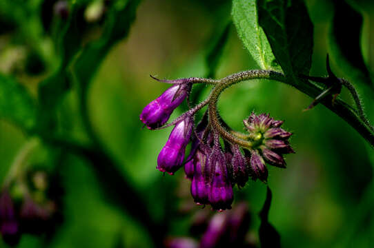 Image of comfrey