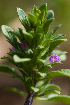 Pogogyne serpylloides (Torr.) A. Gray resmi