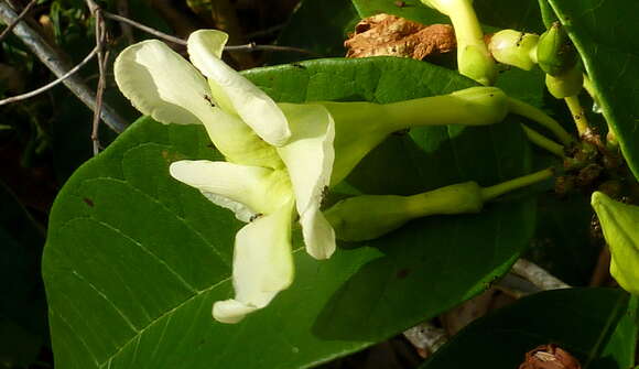 Imagem de Odontadenia lutea (Vell. Conc.) Markgr.