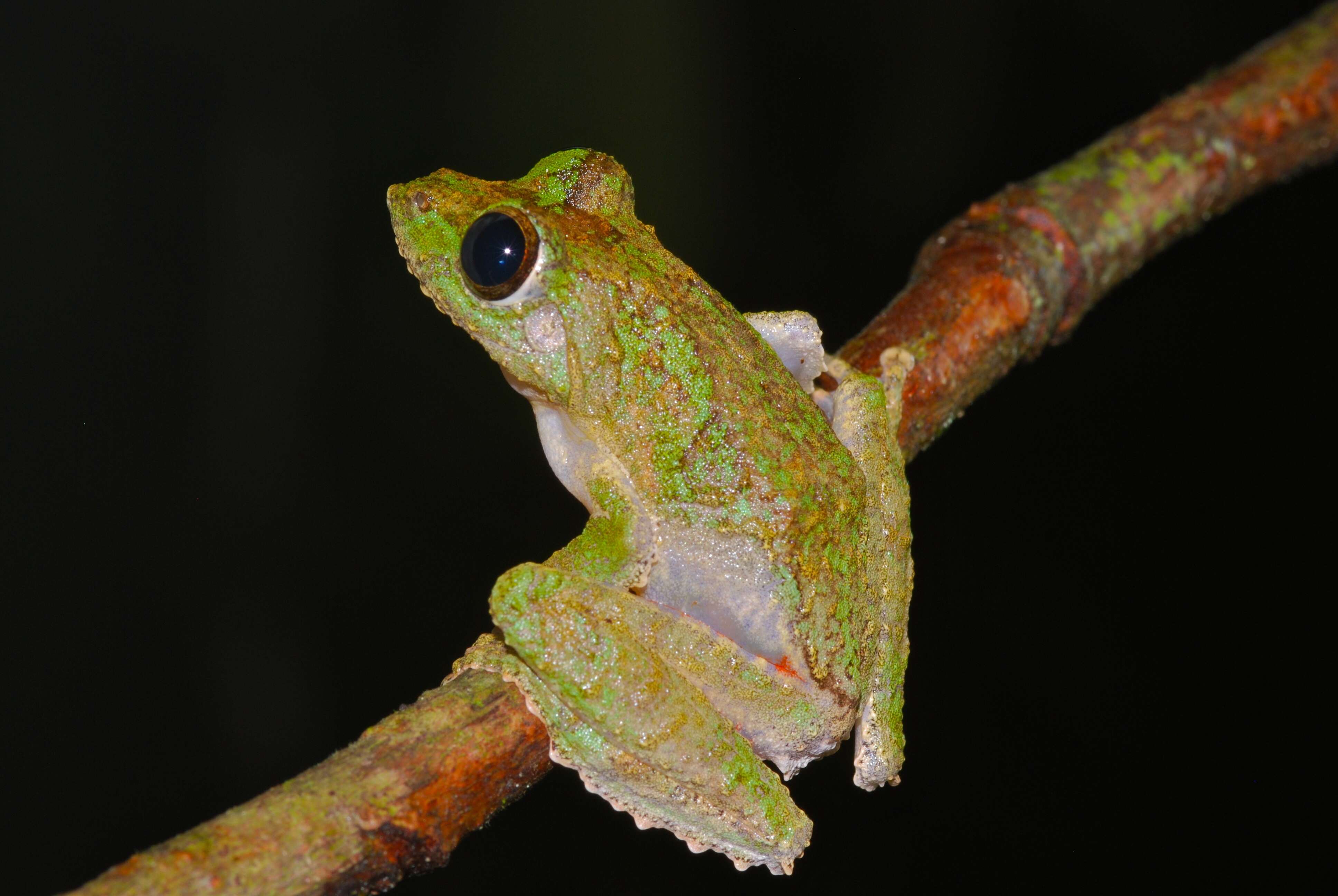 Image of Kurixalus chaseni (Smith 1924)