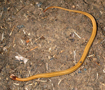 Image of Red-bellied Snake