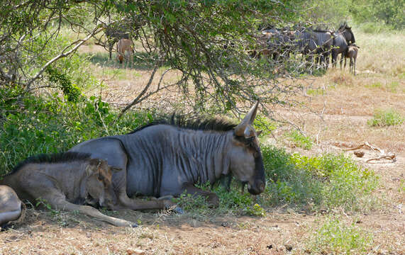 Image of wildebeest