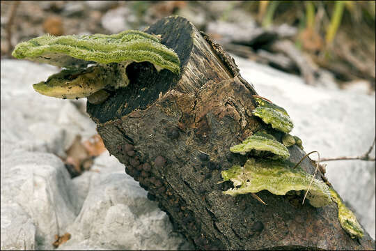 Image of Trametes hirsuta (Wulfen) Lloyd 1924