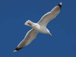 Image of Larus Linnaeus 1758