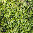 Image of bestia moss