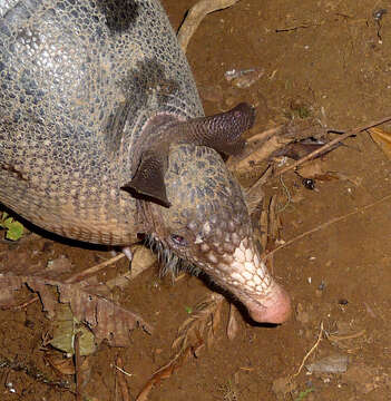 Image of long-nosed armadillos