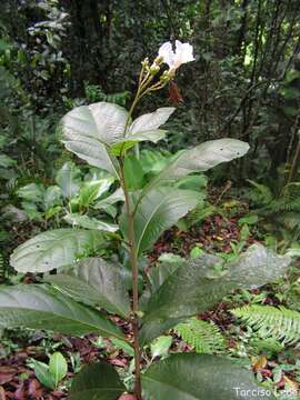 Image of Cordia superba Cham.