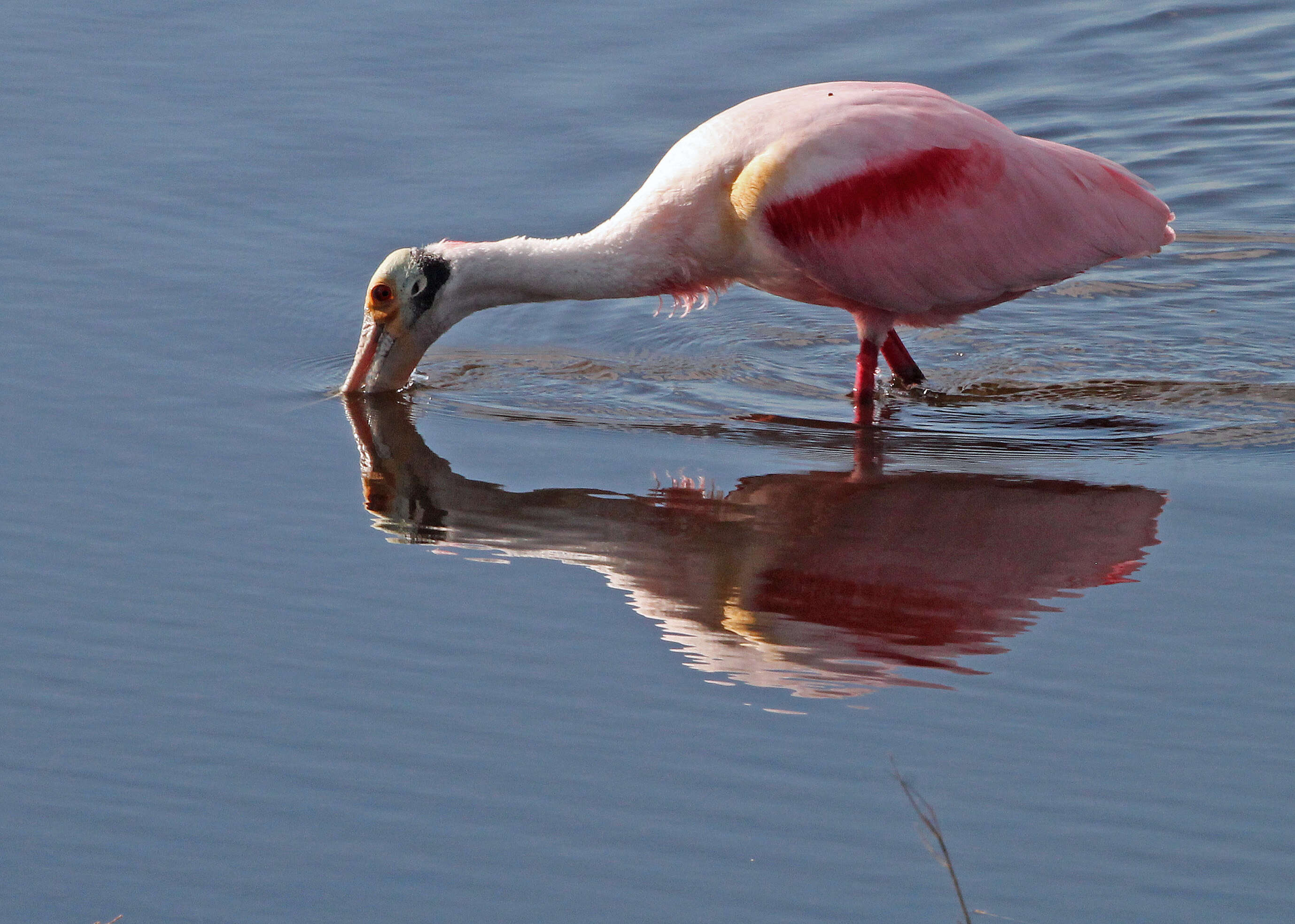 Image of Platalea Linnaeus 1758