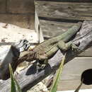 Image of Anegada Ground Iguana