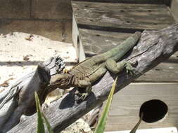 Image of Anegada Ground Iguana