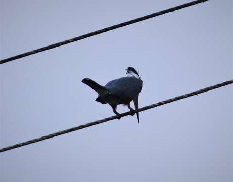 Image of Ringed Kingfisher