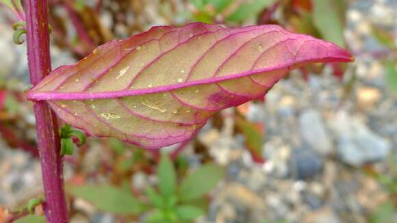 Image of tropical pokeweed