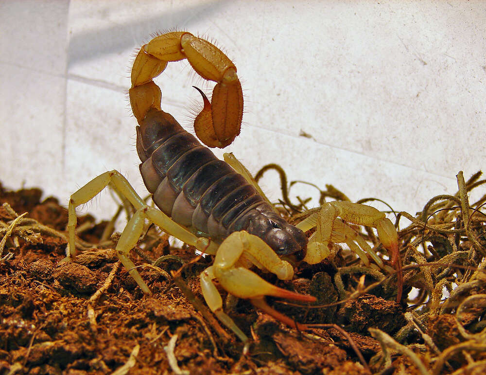Image of Caraboctonidae