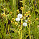 Image of balsam groundsel