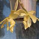 Image of The handled Stanhopea