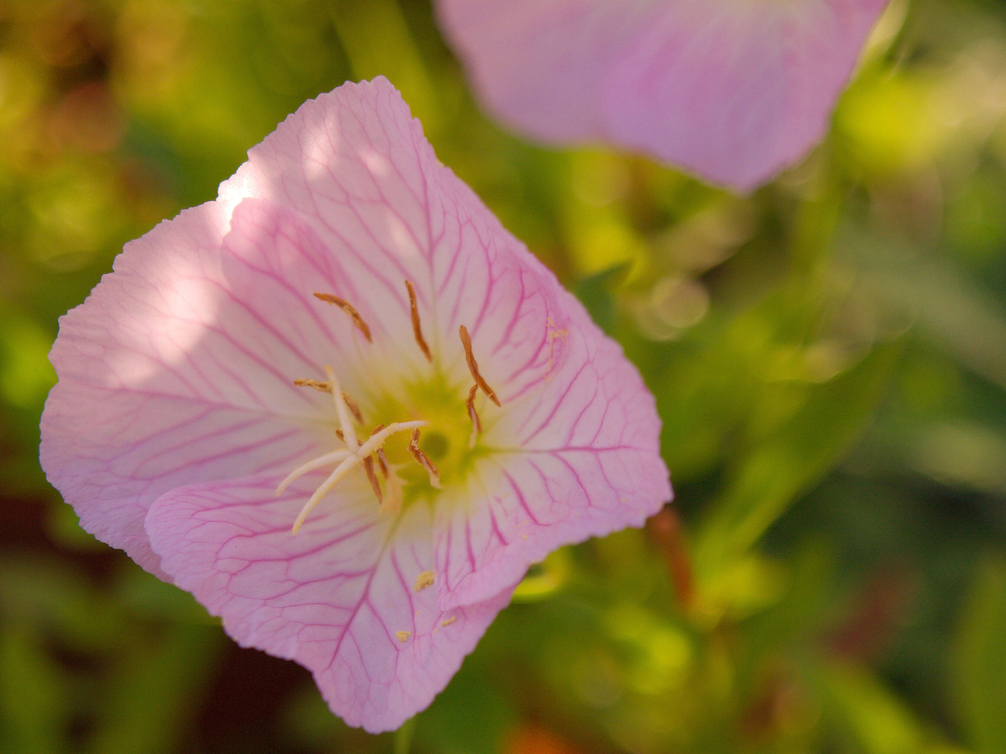 Imagem de Oenothera speciosa Nutt.