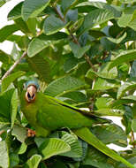 Image of Aratinga acuticaudata