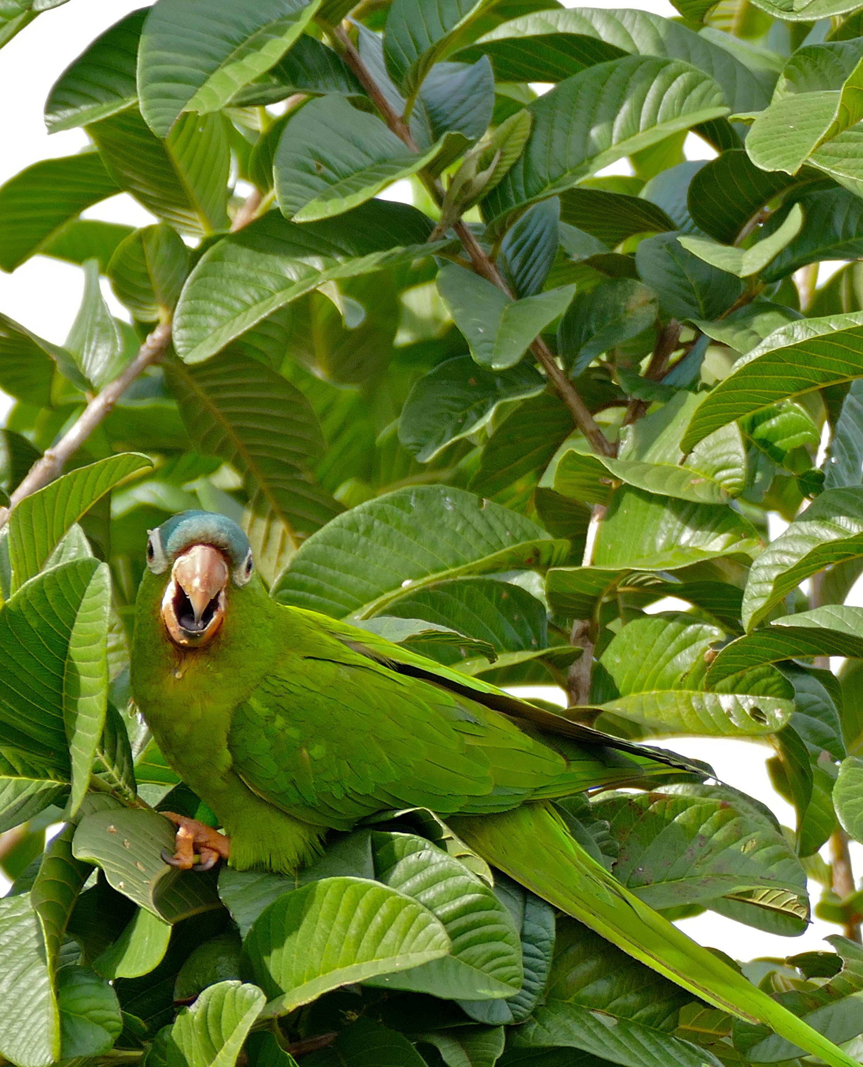 Image of Aratinga acuticaudata