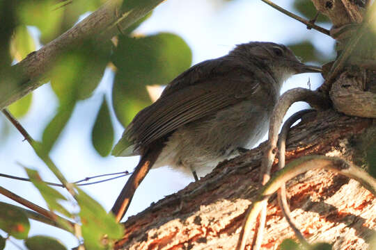 Image de <i>Agricola pallidus</i>