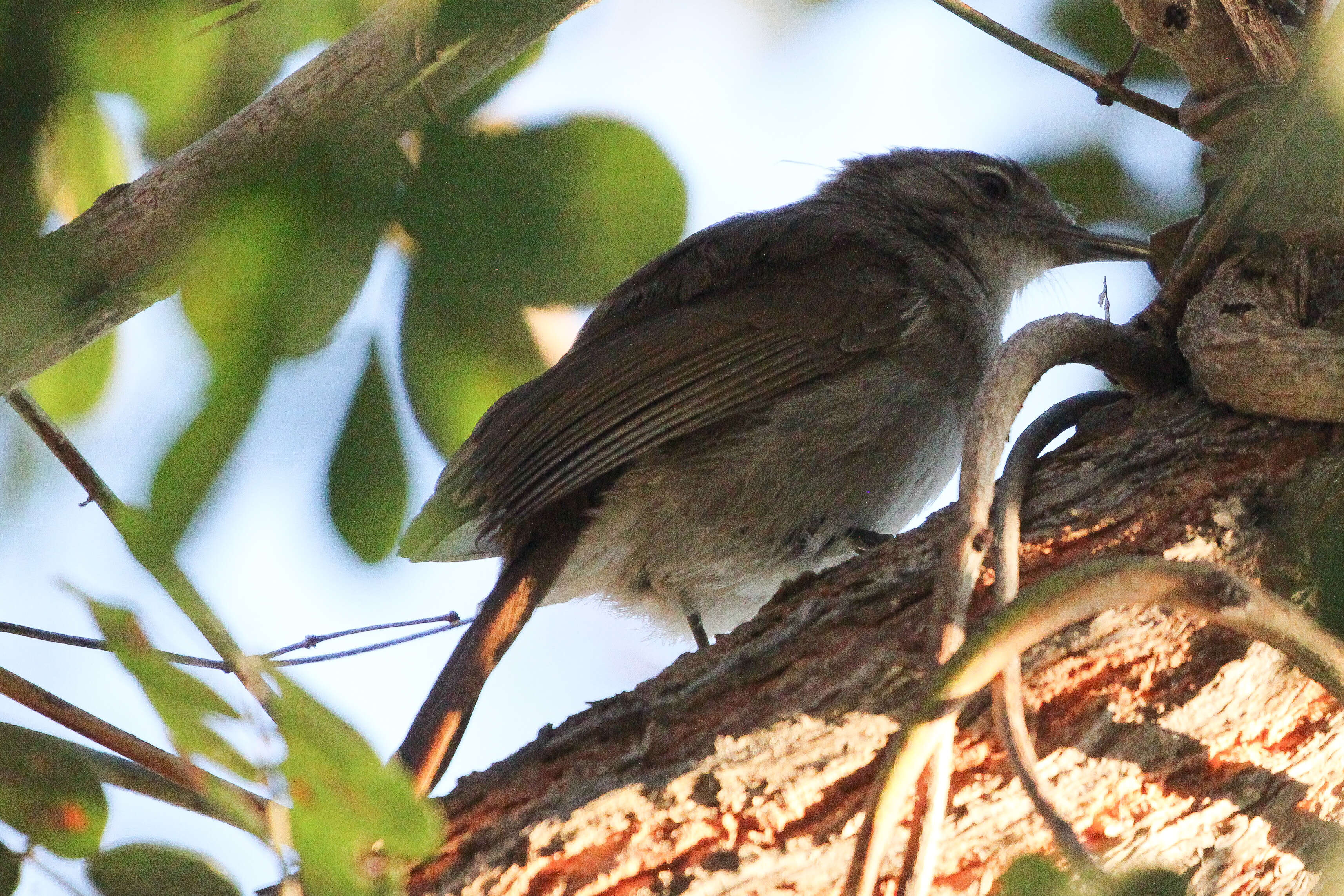 Image of <i>Agricola pallidus</i>