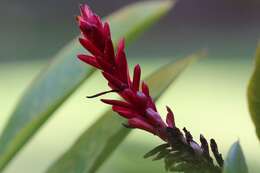 Image of Alpinia