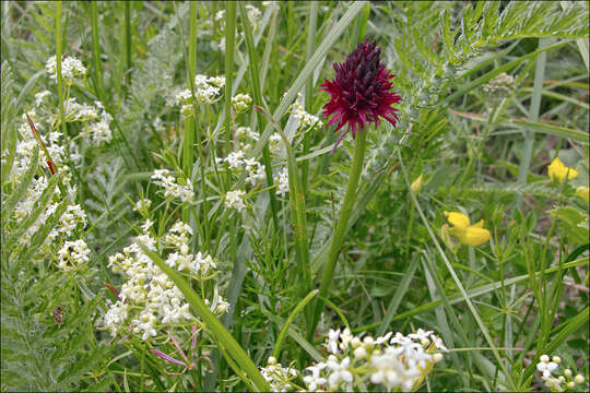 Image of Rein Orchids