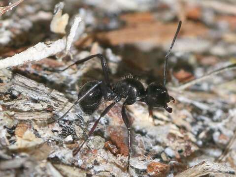 Image of Polyrhachis pilosa Donisthorpe 1938