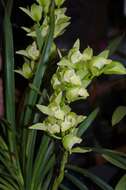 Cymbidium Megan的圖片