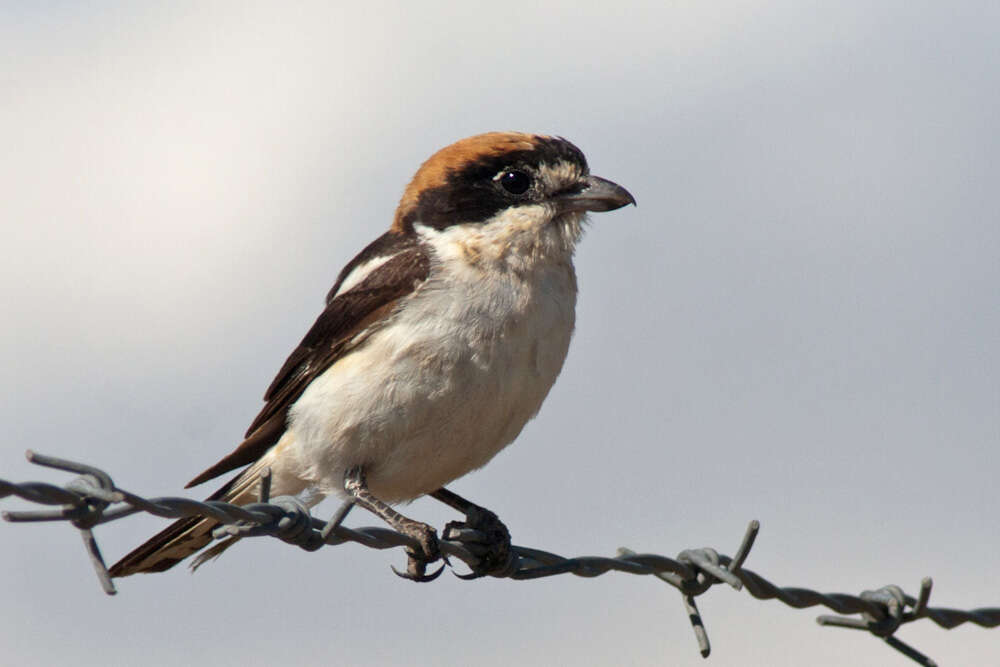 Image of true shrikes