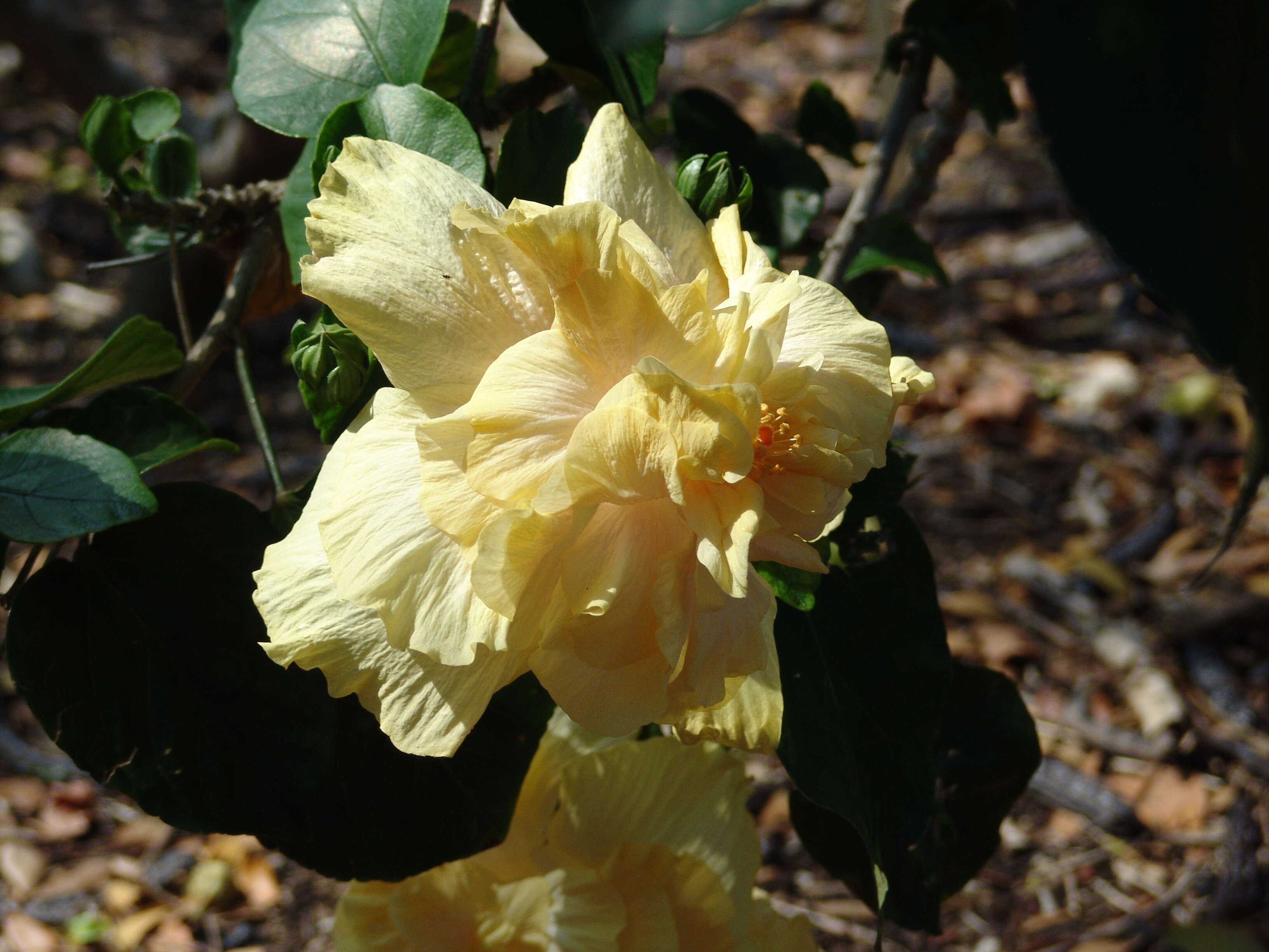 Image of rosemallow