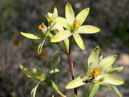 Image of Custard orchid